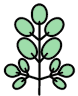 Moringa Powder