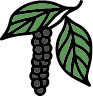 Black Pepper Powder